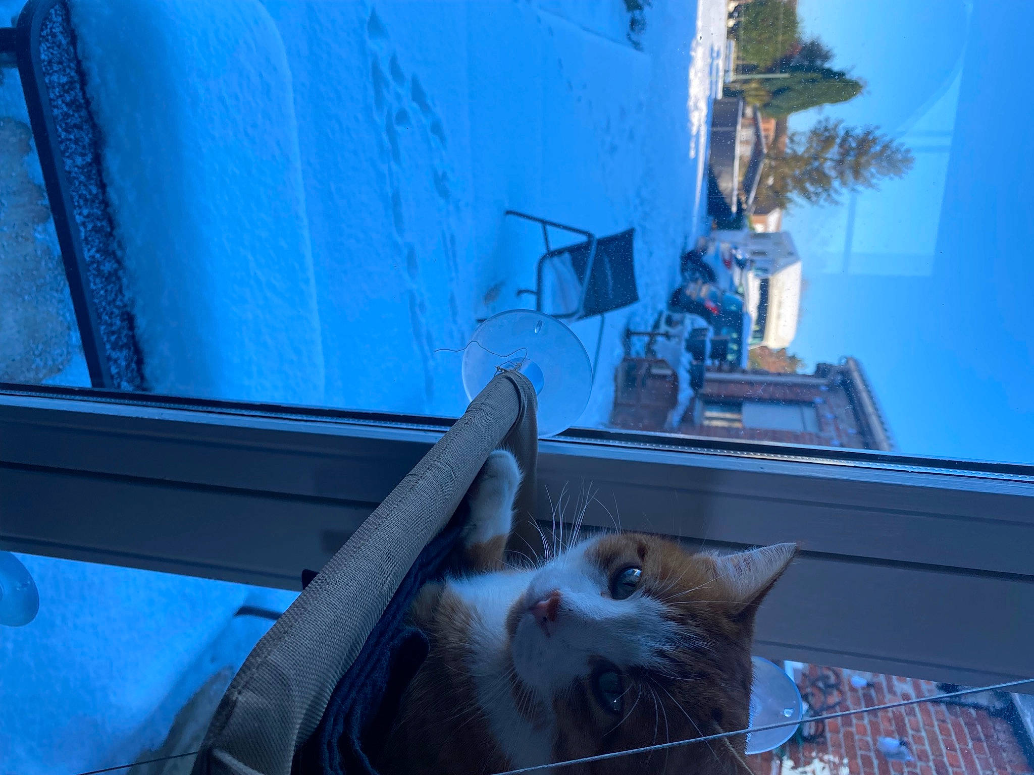 Simba participe au concours pour gagner de l'argent avec cette photo : blue, carnivore, cat, domestic_short_haired_cat, electric_blue, felidae, fur, house, plant, roof, shadow, sitting, sky, small_to_medium_sized_cats, snapshot, tail, tree, whiskers, winter, wood