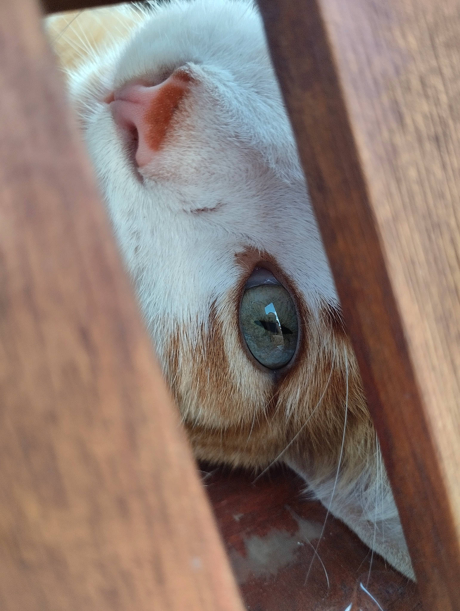 Simba participe au concours pour gagner de l'argent avec cette photo : canidae, carnivore, cat, comfort, domestic_short_haired_cat, fawn, felidae, flooring, fur, hardwood, paw, small_to_medium_sized_cats, snout, terrestrial_animal, whiskers, window, wood, wood_stain