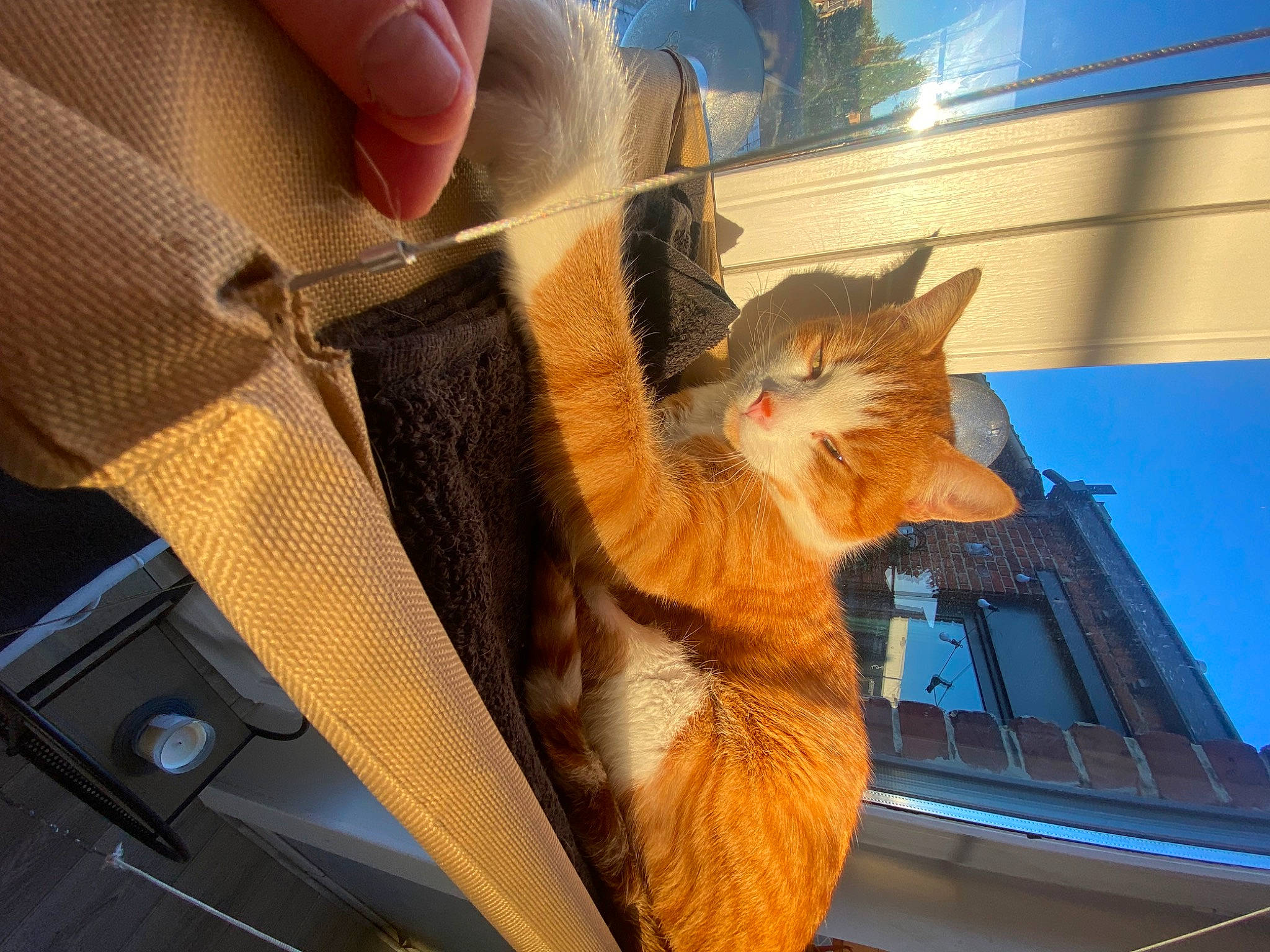 Simba a rejoint le concours — aidez-le/la à gagner de superbes lots ! automotive_exterior, automotive_window_part, carnivore, cat, claw, domestic_short_haired_cat, fawn, felidae, fur, gesture, metal, motor_vehicle, paw, sky, small_to_medium_sized_cats, snout, tail, whiskers, window, wood