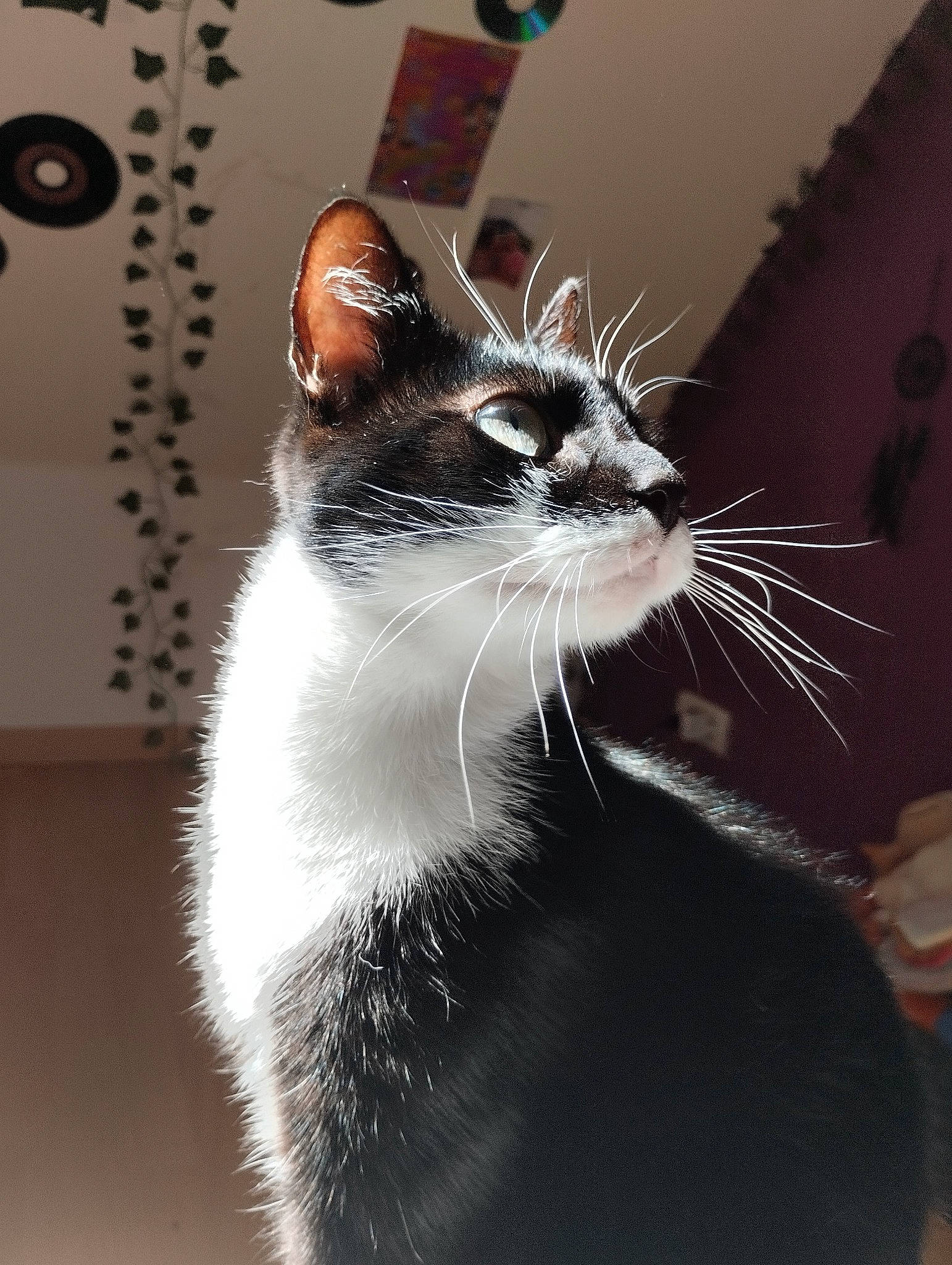 Skittles a rejoint le concours — aidez-le/la à gagner de superbes lots ! carnivore, cat, comfort, darkness, domestic_short_haired_cat, felidae, formal_wear, fur, monochrome, monochrome_photography, paw, small_to_medium_sized_cats, snout, tail, terrestrial_animal, whiskers, window