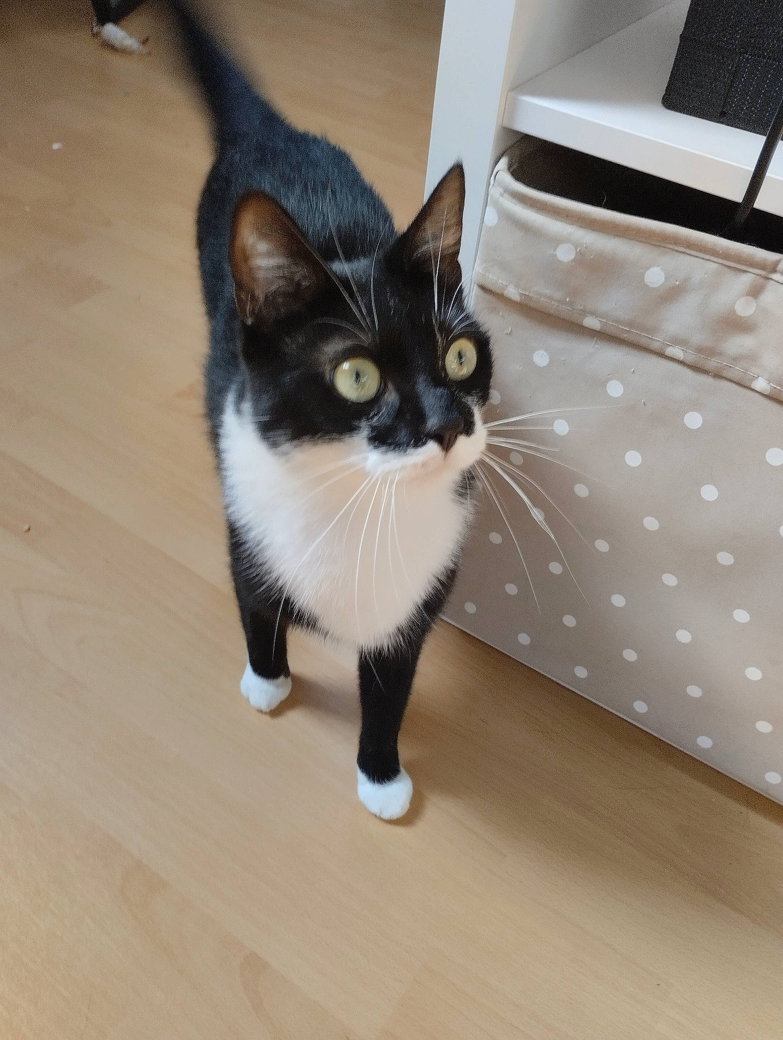 Skittles participe au concours pour gagner de l'argent avec cette photo : box, carnivore, cat, comfort, domestic_short_haired_cat, eye, felidae, flooring, fur, hardwood, head, laminate_flooring, leg, paw, small_to_medium_sized_cats, snout, tail, whiskers, wood, wood_flooring