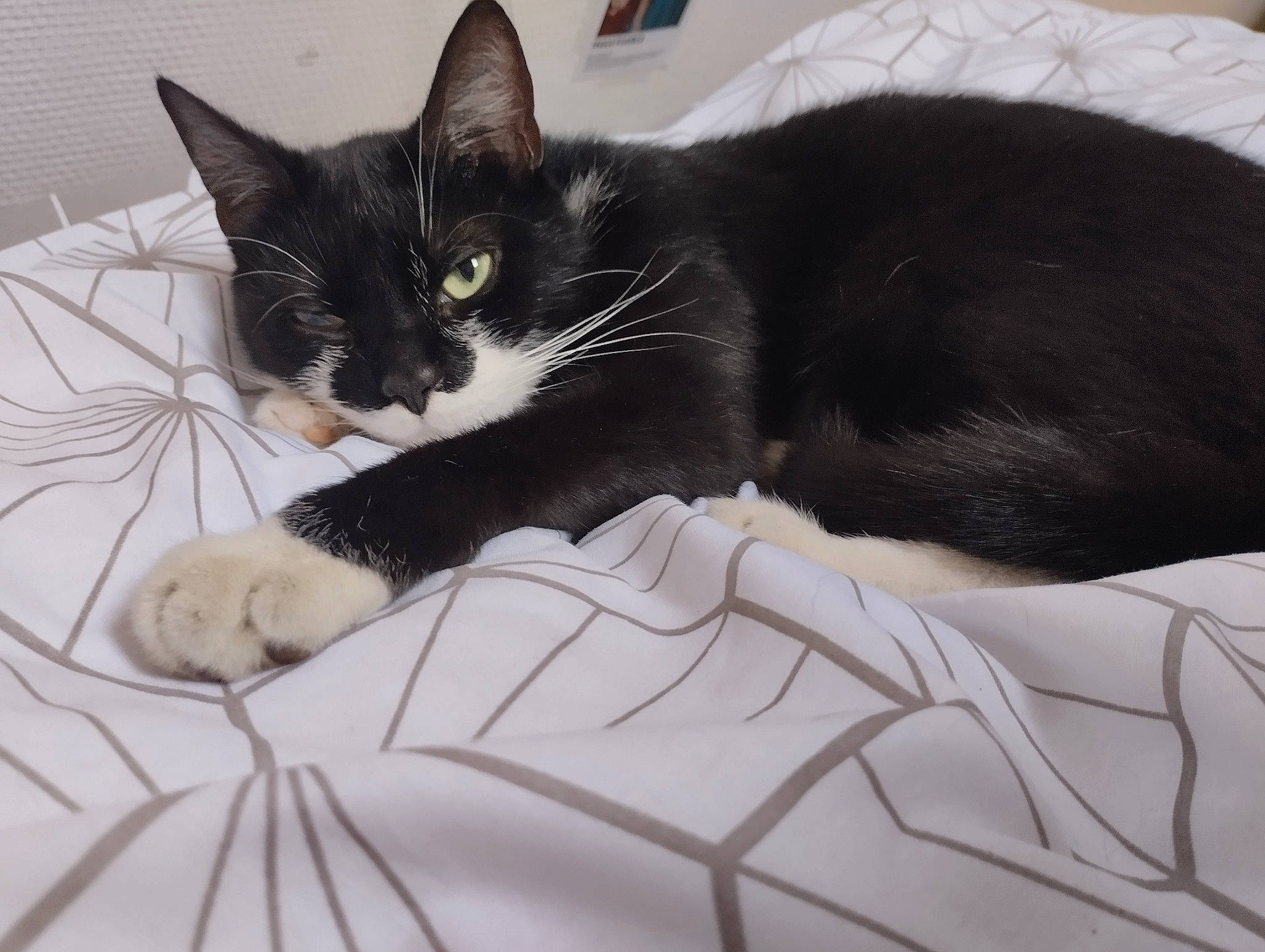 Skittles a rejoint le concours — aidez-le/la à gagner de superbes lots ! bed, bed_sheet, bedding, black_cat, blanket, carnivore, cat, claw, comfort, domestic_short_haired_cat, felidae, fur, grey, linens, nap, paw, small_to_medium_sized_cats, snout, tail, whiskers