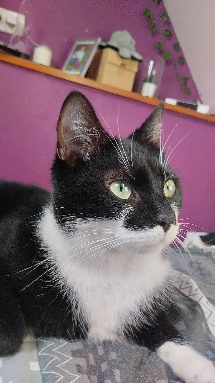 Skittles a rejoint le concours — aidez-le/la à gagner de superbes lots ! box, carnivore, cat, domestic_short_haired_cat, felidae, fur, monochrome_photography, small_to_medium_sized_cats, snout, tail, terrestrial_animal, whiskers, window