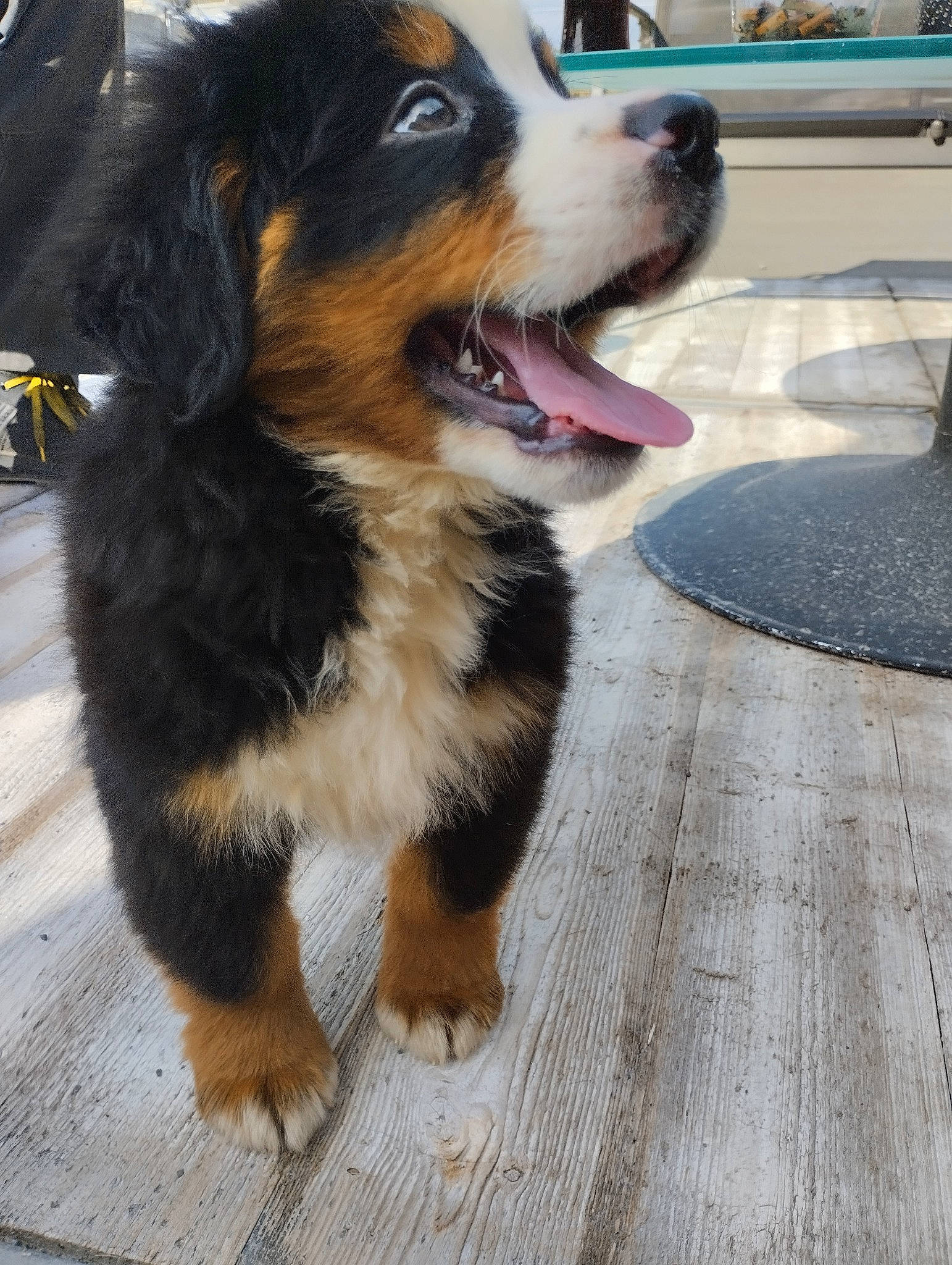 Usher participe au concours pour gagner de l'argent avec cette photo : canidae, carnivore, collar, companion_dog, dog, dog_breed, flooring, foot, fur, paw, road_surface, snout, sporting_group, terrestrial_animal, whiskers, wood, working_animal, working_dog