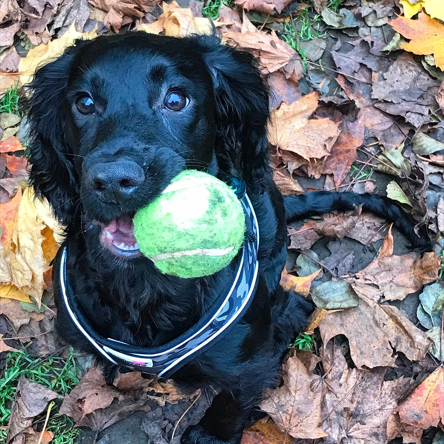 Isla Johnson joined the competition — help win amazing prizes! animal, ball, canine, dog, face, football, head, leaf, person, pet, photography, plant, portrait, puppy, soccer, soil, sphere, sport, tennis, tennisball