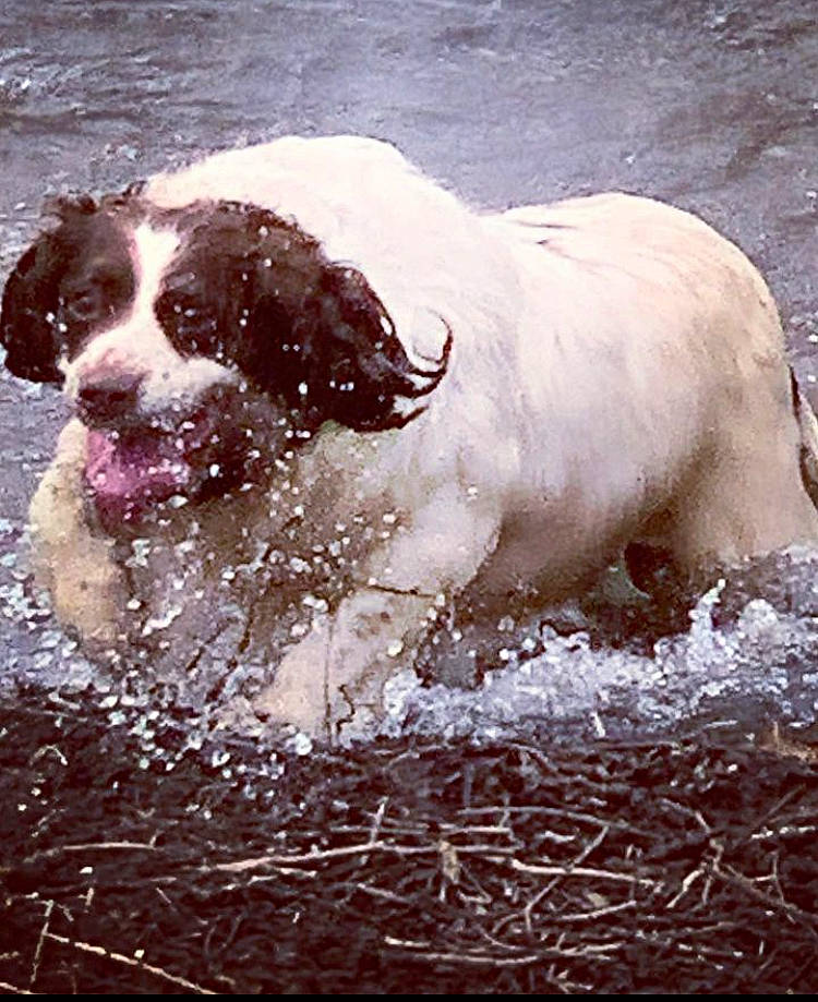 Pebbles is registered to the contest to win money with this photo: art, canidae, carnivore, cocker_spaniel, companion_dog, dog, dog_breed, fawn, fur, gun_dog, hunting_dog, liver, pointing_breed, retriever, snout, spaniel, sporting_group, tail, water, working_animal