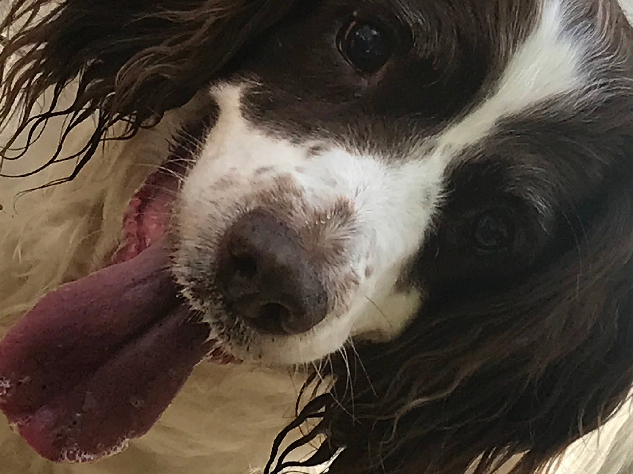 Pebbles joined the competition — help win amazing prizes! canidae, carnivore, companion_dog, dog, dog_breed, dog_collar, ear, eyelash, fur, giant_dog_breed, gun_dog, human_body, liver, puppy, puppy_love, snout, spaniel, sporting_group, whiskers, working_animal