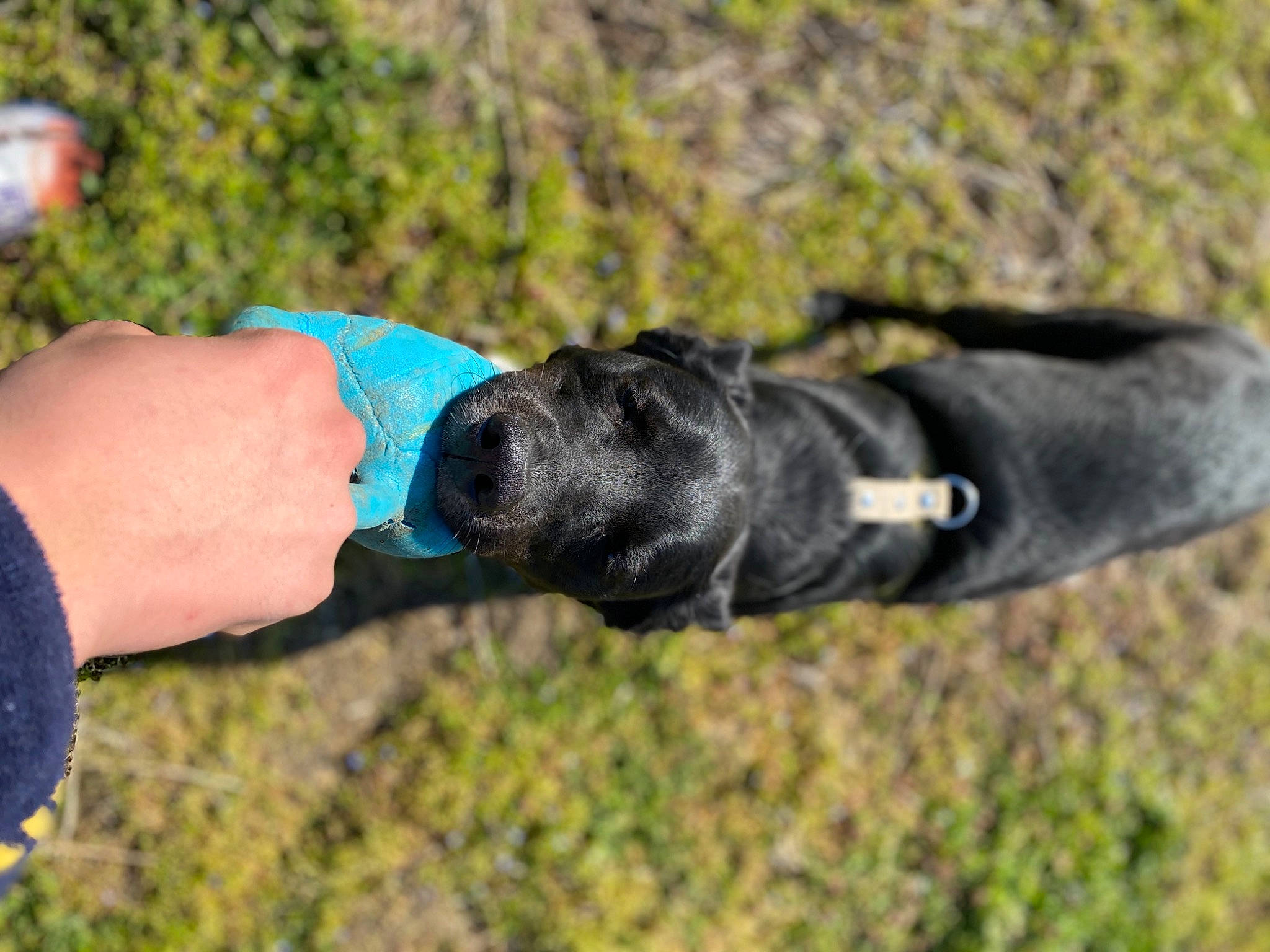 Ayko a rejoint le concours — aidez-le/la à gagner de superbes lots ! canidae, carnivore, dog, dog_breed, grass, great_dane, guard_dog, puppy, sporting_group