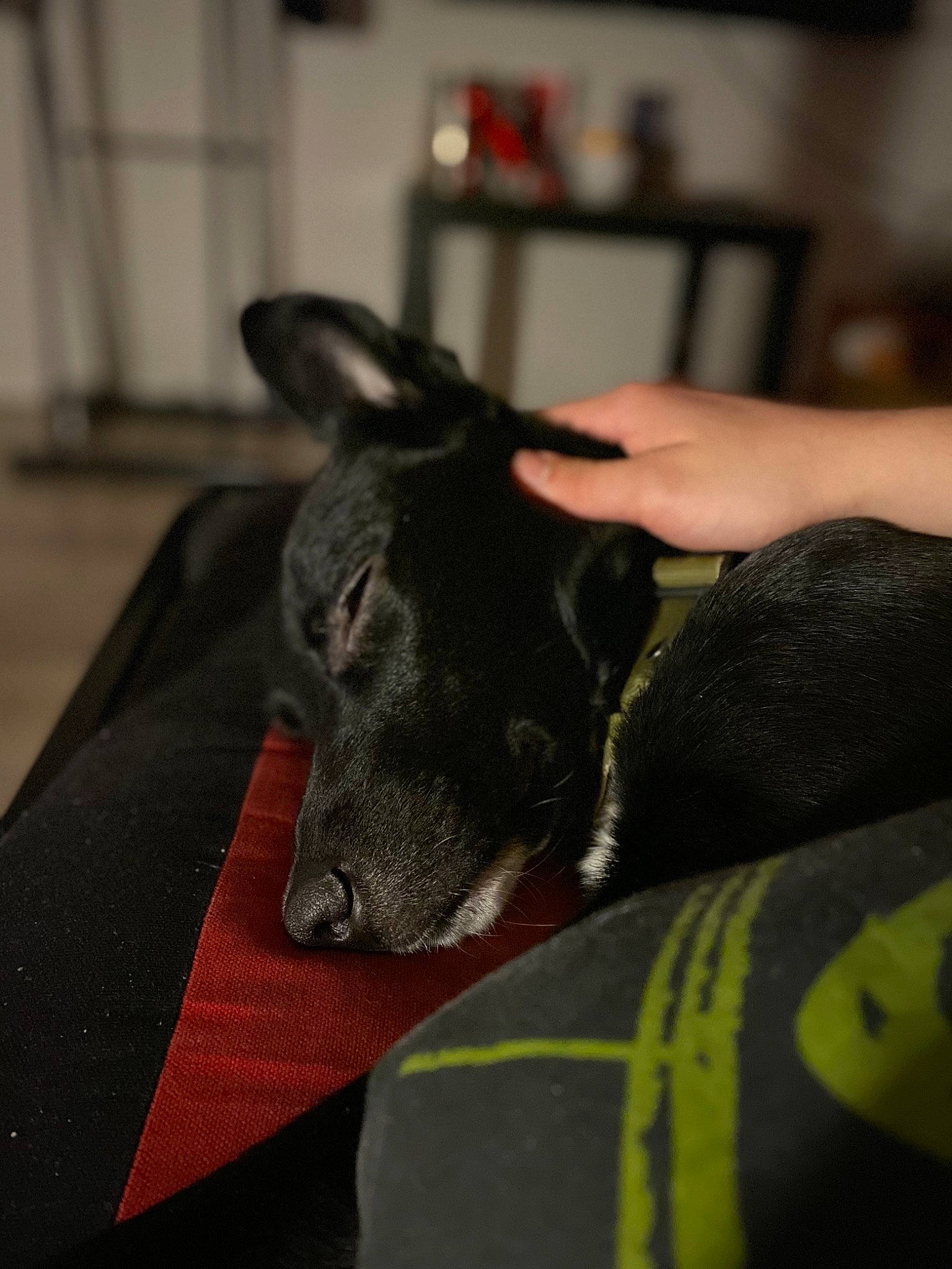 Ayko a rejoint le concours — aidez-le/la à gagner de superbes lots ! canidae, carnivore, dog, dog_breed, ear, mammal, non_sporting_group, snout