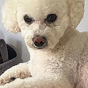 Tilly is registered to the contest to win money with this photo: dog, white, fluffy, pet, animal, portrait, indoor, cute, fur, laying, face, nose, ears, eyes, closeup, canine, companion, relaxed, home, carpet