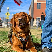 Rally joined the competition — help win amazing prizes! alert, american_flag, animal, blue_sky, boots, building, canine, close_up, daylight, dog, golden_retriever, grass, harness, jeans, leisure, outdoor, person, pet, sunlight, walking