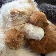 Freya joined the competition — help win amazing prizes! cat, kitten, sleeping, cuddle, fur, white_cat, orange_kitten, pet, animal, cute, cozy, resting, closeup, domestic_cat, mammal, soft, blanket, snuggle, sleep, companion