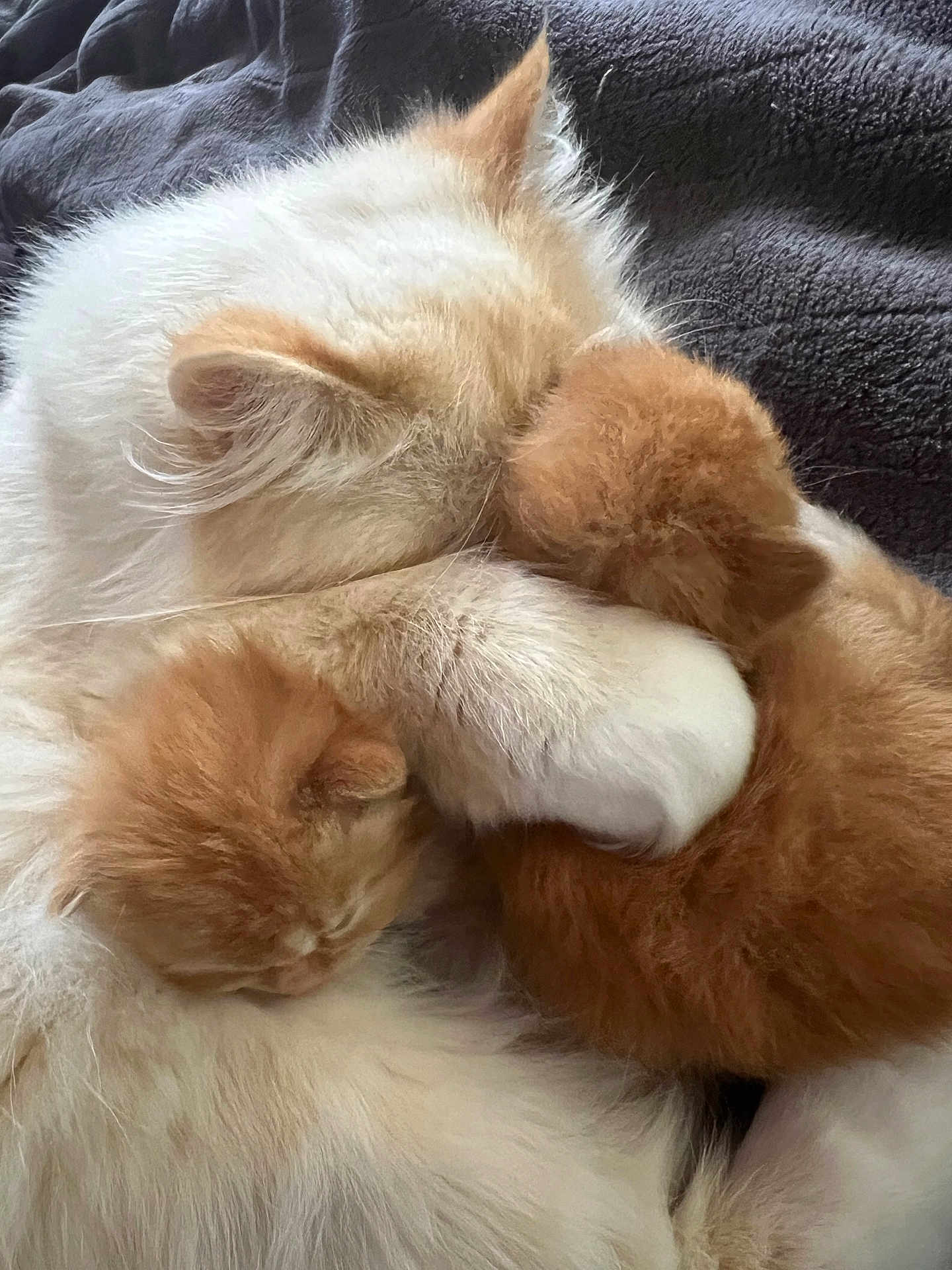 Freya joined the competition — help win amazing prizes! cat, kitten, sleeping, cuddle, fur, white_cat, orange_kitten, pet, animal, cute, cozy, resting, closeup, domestic_cat, mammal, soft, blanket, snuggle, sleep, companion