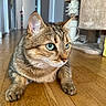 cat, tabby, green_eyes, indoor, wooden_floor, pet, animal, fur, whiskers, ears, closeup, flooring, home, domestic_cat, feline, relaxed, looking_away, cat_tree, background, cozy