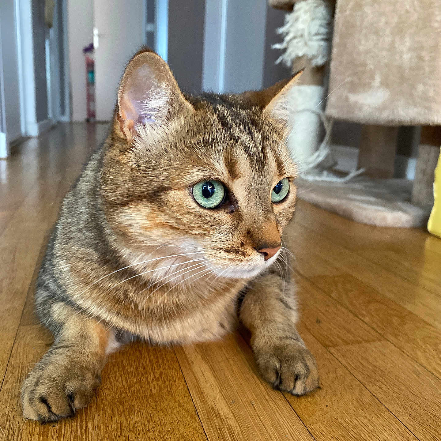 June participe au concours pour gagner de l'argent avec cette photo : cat, tabby, green_eyes, indoor, wooden_floor, pet, animal, fur, whiskers, ears, closeup, flooring, home, domestic_cat, feline, relaxed, looking_away, cat_tree, background, cozy