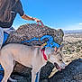 Jane Baca is registered to the contest to win money with this photo: dog, person, rock, collar, leash, blue_sky, outdoor, landscape, cityscape, graffiti, animal, pet, sunlight, mountain, nature, walking, hiking, fur, ear, tongue
