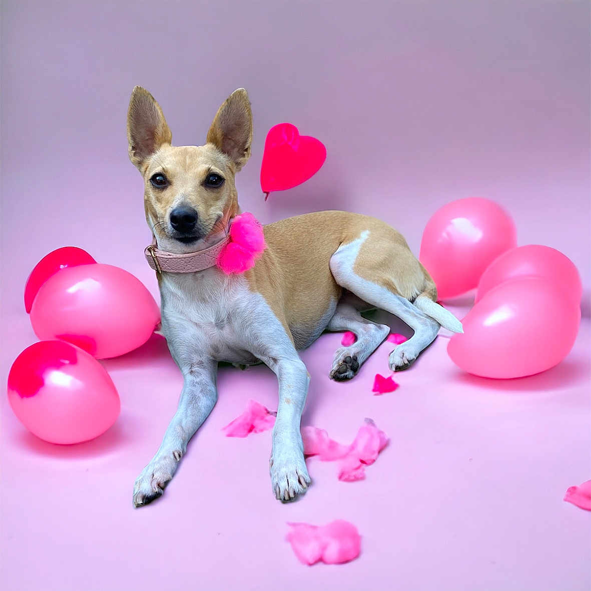 Pixie is registered to the contest to win money with this photo: accessories, animal, balloon, birthdaycake, cake, canine, chihuahua, cream, dog, flower, flowerarrangement, hound, pet, petal, plant, puppy, purple, sphere, strap, whitedog