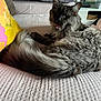 Vick participe au concours pour gagner de l'argent avec cette photo : cat, gray_cat, fluffy, pet, indoor, bed, pillow, furniture, living_room, relaxed, animal, whiskers, tail, mouth_open, cute, cozy, domestic_cat, fur, resting, home