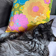 Vick participe au concours pour gagner de l'argent avec cette photo : cat, gray_cat, fluffy, pet, couch, pillow, floral_pattern, indoor, relaxed, feline, fur, close_up, household, resting, domestic_animal, cozy, comfort, animal, cute, living_room