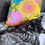 cat, gray_cat, fluffy, pet, couch, pillow, floral_pattern, indoor, relaxed, feline, fur, close_up, household, resting, domestic_animal, cozy, comfort, animal, cute, living_room