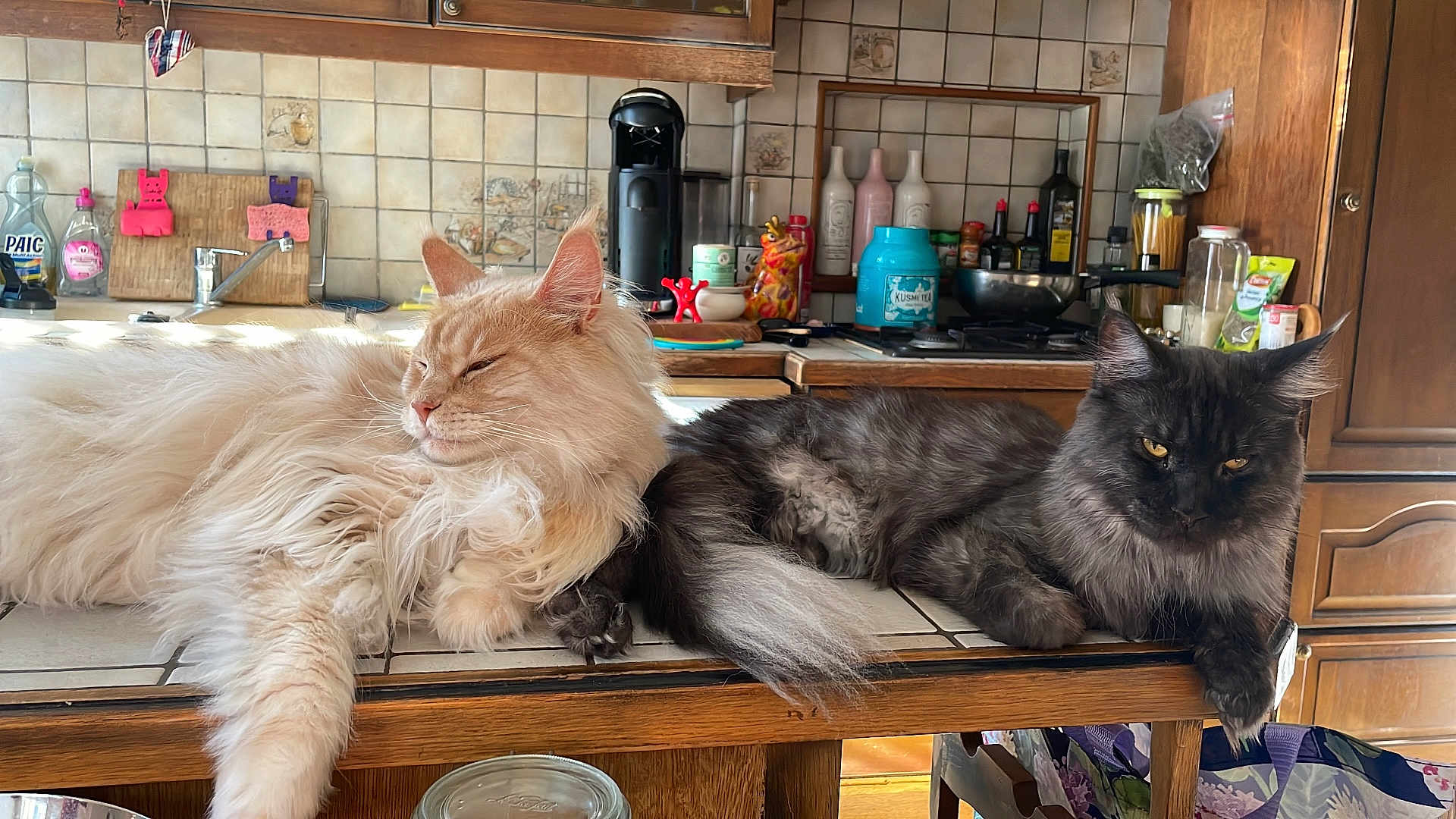 Vick a rejoint le concours — aidez-le/la à gagner de superbes lots ! cat, fluffy_cat, cream_cat, gray_cat, kitchen, counter, relaxed, lounging, pet, domestic_animal, fur, tabletop, wooden_cabinet, bottle, jar, tea_container, kitchen_appliance, tile_wall, indoor, animal