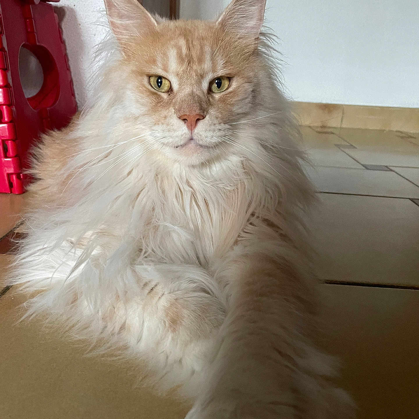 Tiko