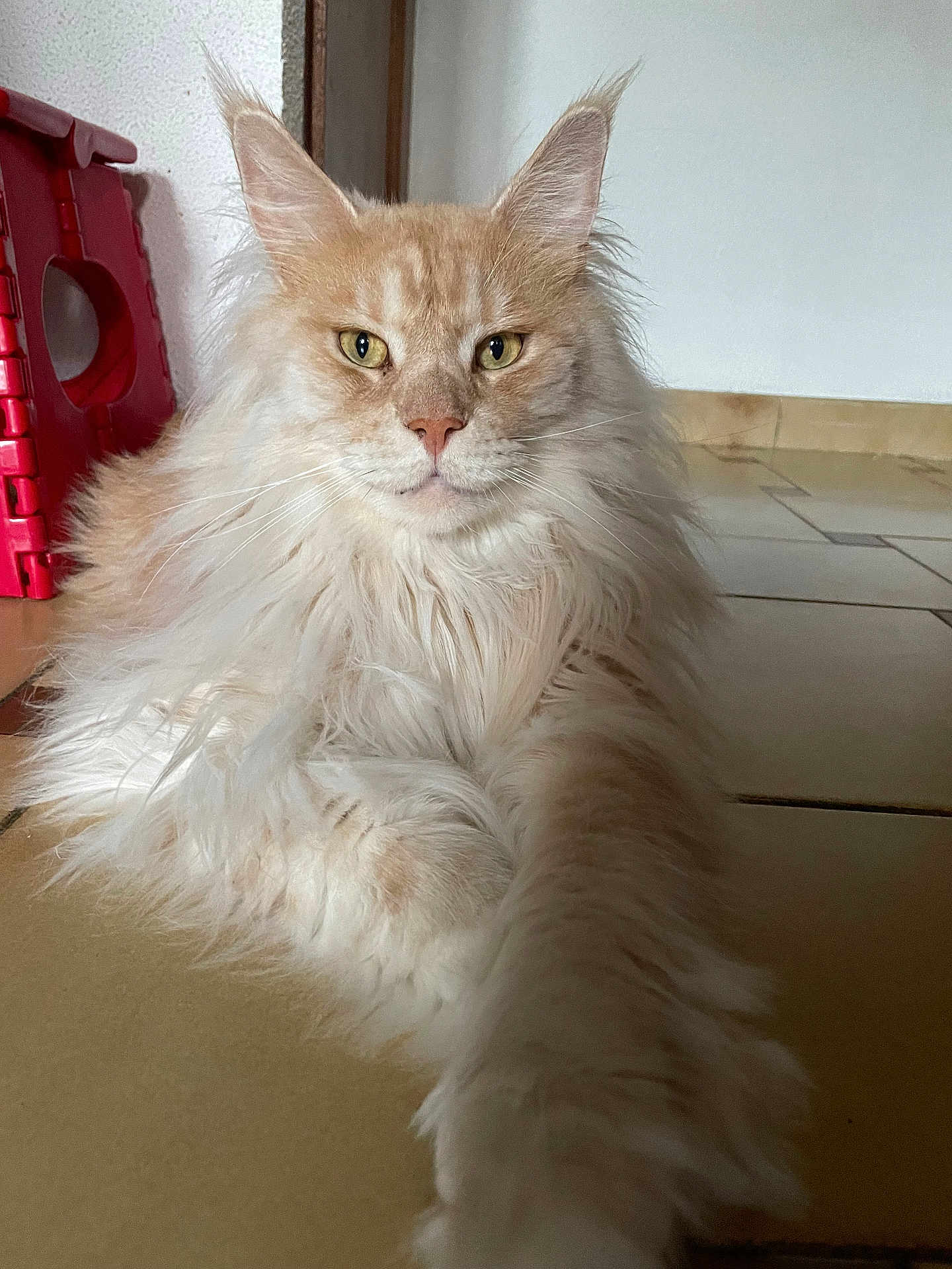 Tiko