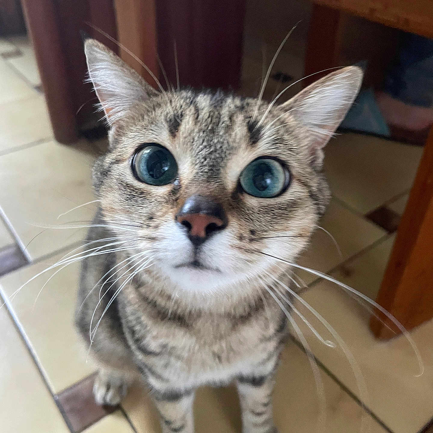 Nala