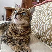 Nala participe au concours pour gagner de l'argent avec cette photo : cat, tabby, blue_eyes, indoor, cushion, patterned, furniture, wooden, pet, animal, whiskers, fur, relaxed, closeup, portrait, looking_up, mammal, domestic, cute, cozy