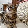 cat, tabby, blue_eyes, indoor, cushion, patterned, furniture, wooden, pet, animal, whiskers, fur, relaxed, closeup, portrait, looking_up, mammal, domestic, cute, cozy