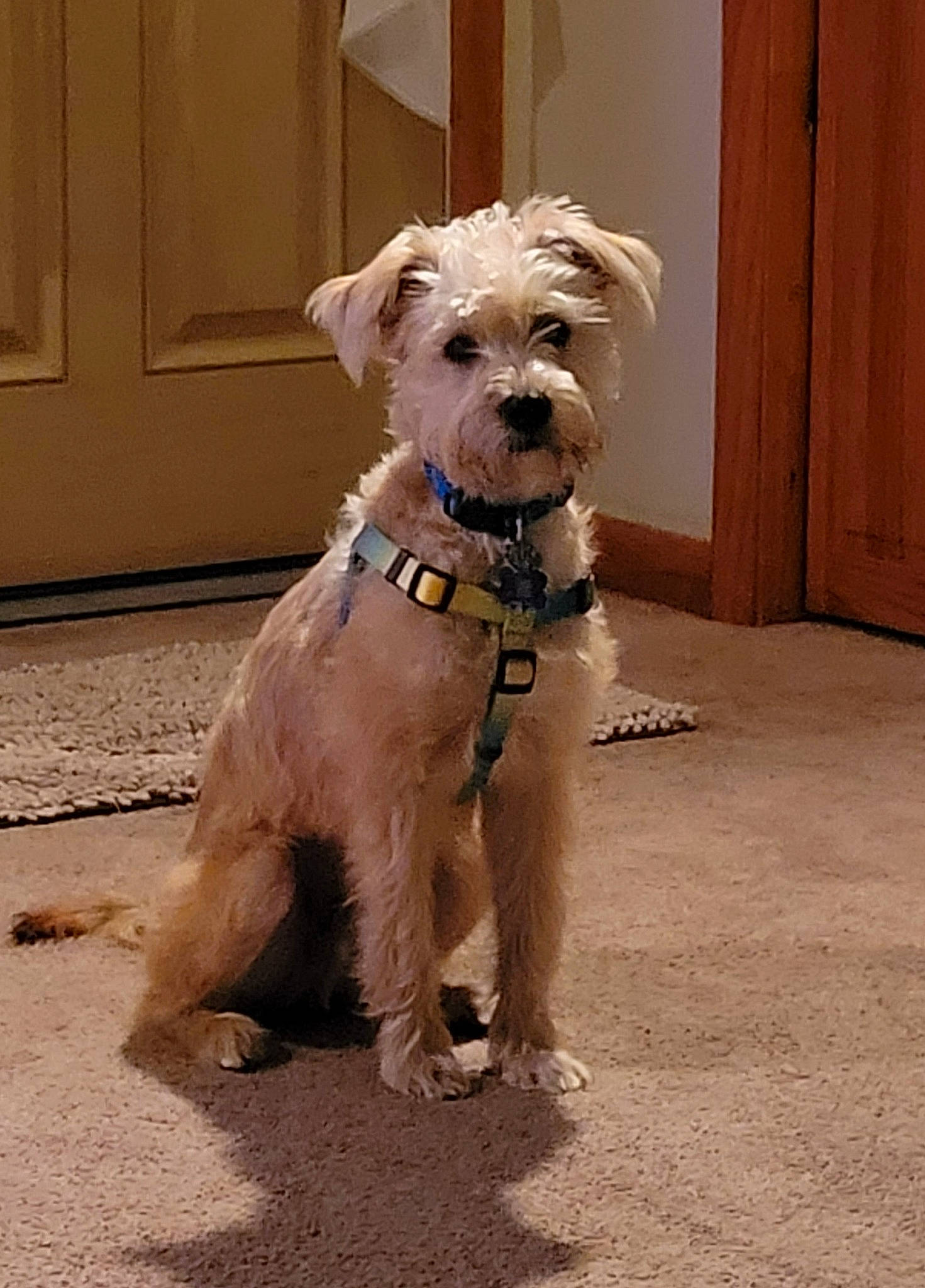 Toby joined the competition — help win amazing prizes! canidae, carnivore, collar, companion_dog, dog, dog_breed, dog_clothes, dog_collar, dog_supply, door, fawn, leash, maltepoo, pet_supply, small_terrier, snout, sporting_group, terrier, toy_dog, working_animal