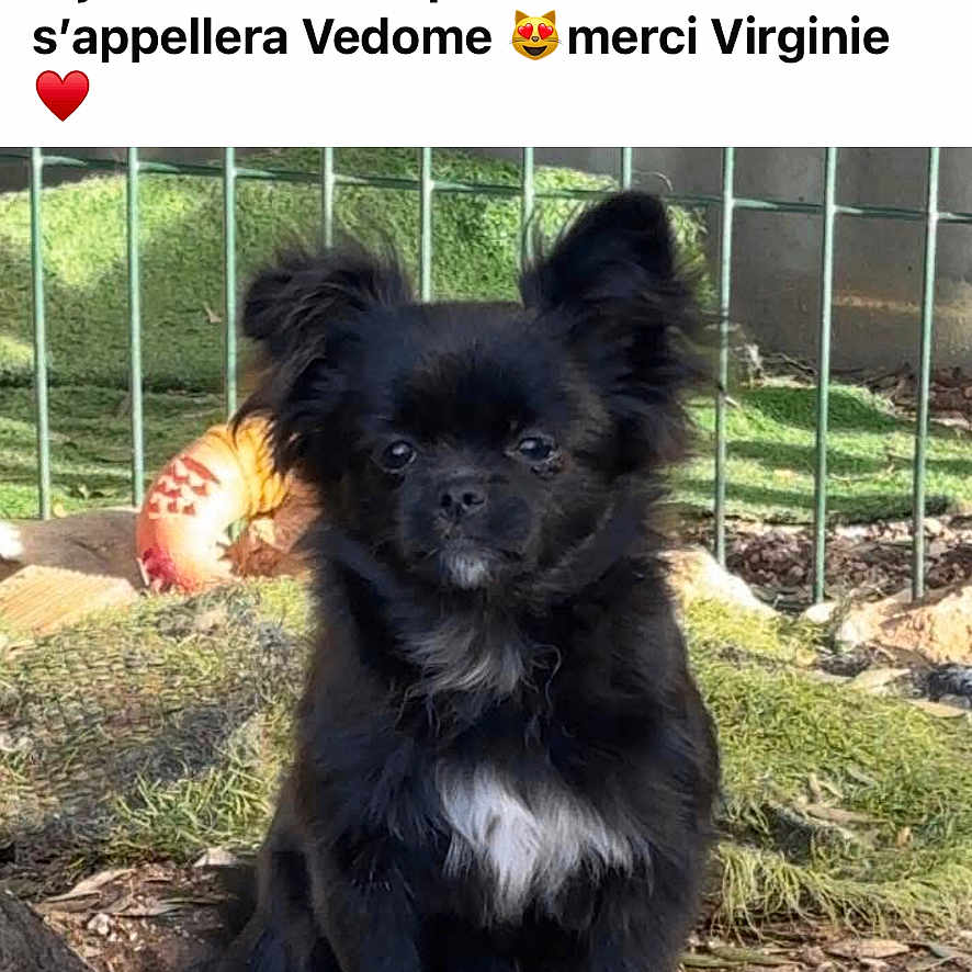 Venom participe au concours pour gagner de l'argent avec cette photo : affenpinscher, animal, backyard, ball, canine, chihuahua, cockerspaniel, dog, grass, nature, papillon, person, pet, plant, puppy, sport, tennis, tennisball, text, zoo