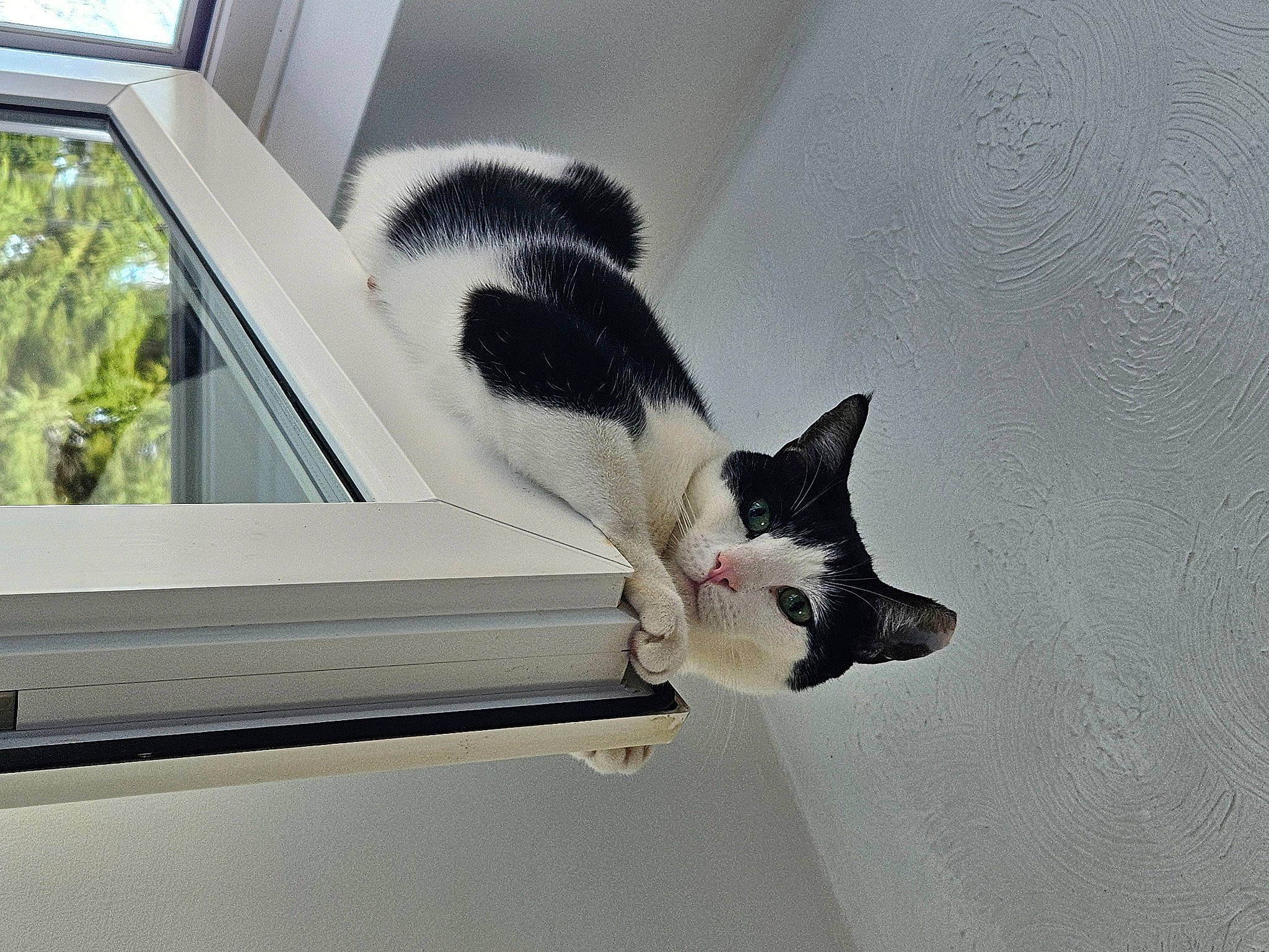 Milo is registered to the contest to win money with this photo: auto_part, automotive_exterior, automotive_lighting, automotive_window_part, carnivore, cat, felidae, hood, mammal, plant, small_to_medium_sized_cats, snout, tail, tints_and_shades, vehicle_door, whiskers, window, windscreen_wiper, windshield, wood