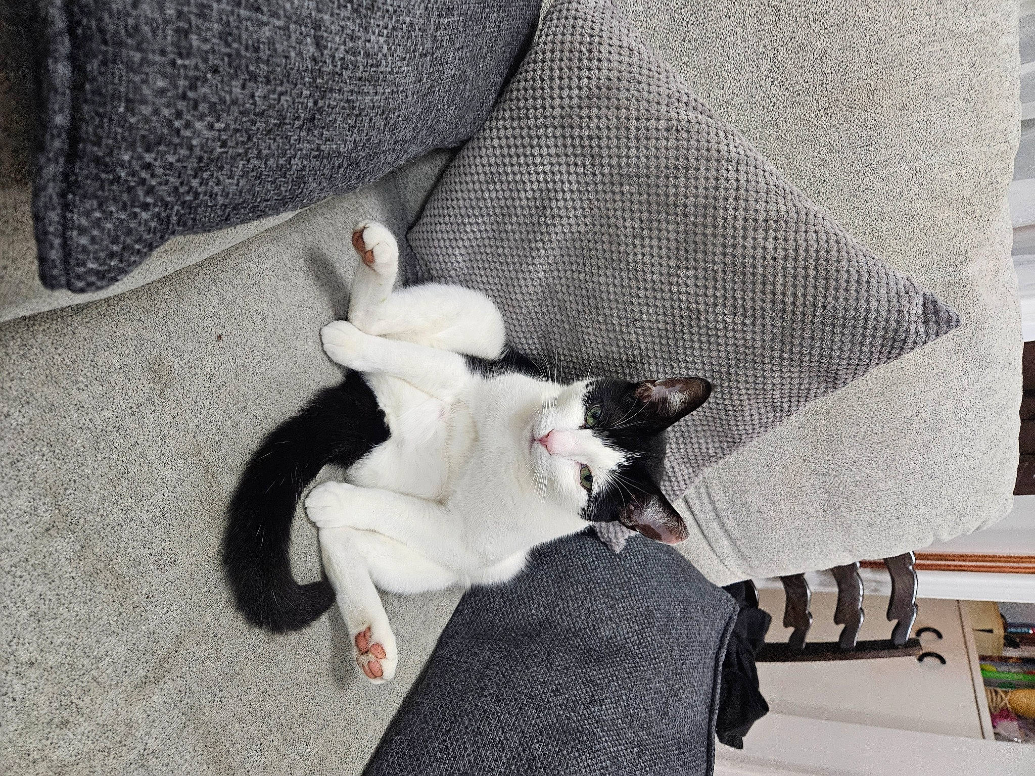 Milo joined the competition — help win amazing prizes! canidae, carnivore, cat, comfort, companion_dog, dog_breed, domestic_short_haired_cat, fawn, felidae, fur, grey, linens, mammal, paw, small_to_medium_sized_cats, sporting_group, tail, textile, vertebrate, whiskers