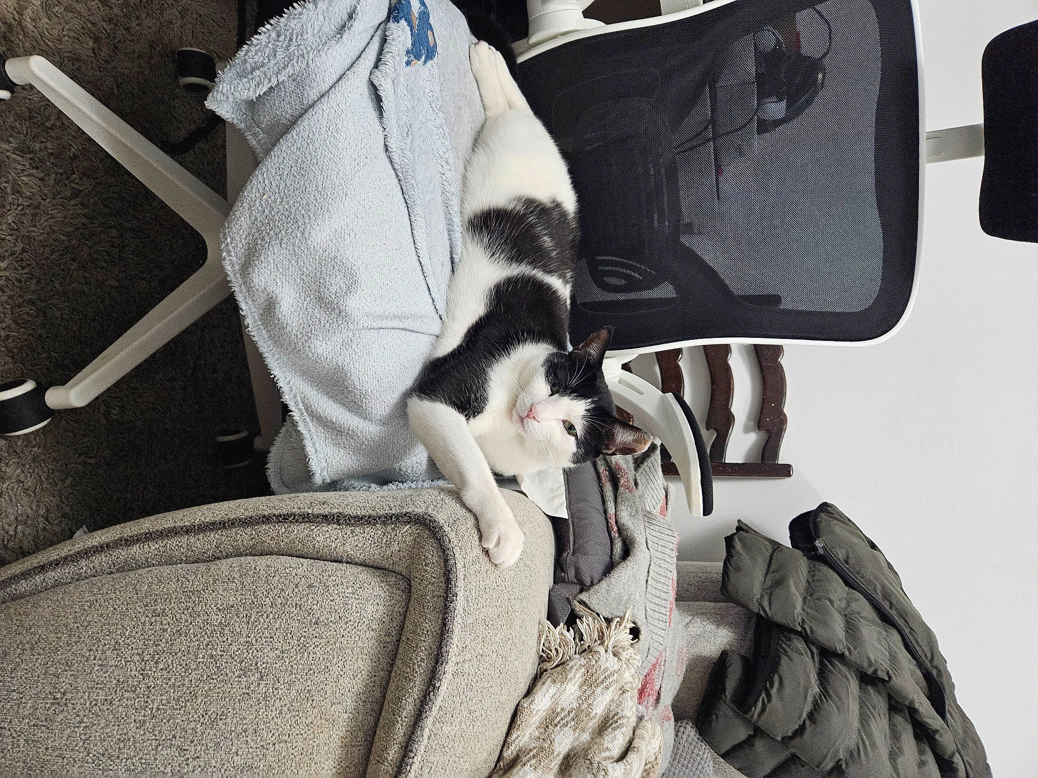 Milo is registered to the contest to win money with this photo: auto_part, automotive_design, automotive_tire, baby_carriage, bag, baggage, car_seat, carnivore, comfort, companion_dog, eyewear, family_car, fur, grey, luggage_and_bags, monochrome, motor_vehicle, tints_and_shades, tire, vehicle_door