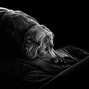 Myla joined the competition — help win amazing prizes! animal, back, beagle, bodypart, canine, couch, dog, face, finger, furniture, hand, head, hound, labradorretriever, person, pet, photography, portrait, puppy, sleeping