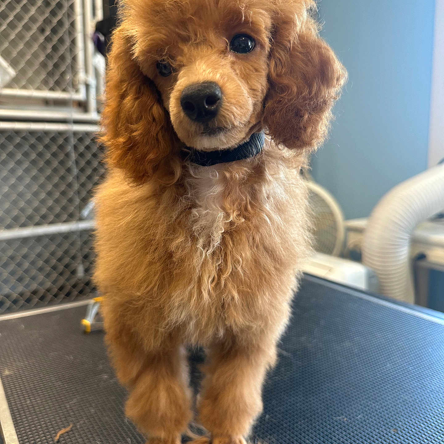 Daphne is registered to the contest to win money with this photo: animal, apricot, brown, collar, curly_fur, cute, dog, ears, fence, fur, grooming_table, indoor, kennel, looking, pet, poodle, puppy, small_dog, standing, tail