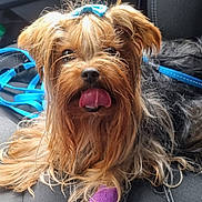Weston a rejoint le concours — aidez-le/la à gagner de superbes lots ! blue_leash, bow, brown_coat, car_interior, car_seat, close_up, dog, furry, happy, long_hair, pet, portrait, purple_bandage, seat_stitching, sitting, small_dog, tongue_out, upholstery, whiskers, yorkshire_terrier