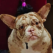 Alia a rejoint le concours — aidez-le/la à gagner de superbes lots ! french_bulldog, dog, pet, party_hat, indoor, floor, person, pants, purple, magenta, slippers, brown, white, brindle, ears, cute, animal, companion, sitting, closeup
