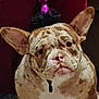 french_bulldog, dog, pet, party_hat, indoor, floor, person, pants, purple, magenta, slippers, brown, white, brindle, ears, cute, animal, companion, sitting, closeup