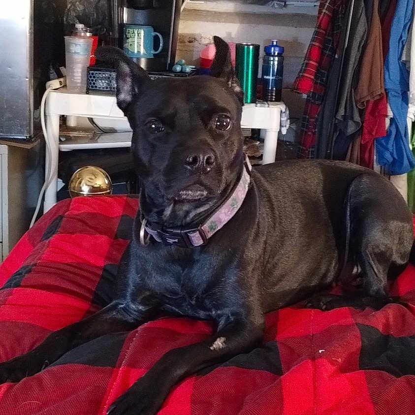 Monkie joined the competition — help win amazing prizes! air_conditioner, bed, black_dog, blanket, clothing, coffee_maker, collar, dog, furniture, hanger, indoor, lying_down, mug, pet, plastic_cup, red_and_black, room, shelf, table, water_bottle