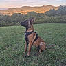 dog, belgian_malinois, working_dog, sitting, outdoors, grass, field, countryside, mountains, hills, landscape, sunset, golden_hour, nature, harness, black_and_brown_fur, pointed_ears, side_profile, alert, rural