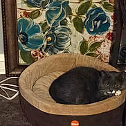 Diamond joined the competition — help win amazing prizes! cat, pet, animal, feline, black_cat, gray_cat, curled_up, sleeping, resting, cat_bed, pet_bed, indoors, home, floor, floral_painting, flowers, framed_art, cables, portrait, cozy