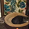 cat, pet, animal, feline, black_cat, gray_cat, curled_up, sleeping, resting, cat_bed, pet_bed, indoors, home, floor, floral_painting, flowers, framed_art, cables, portrait, cozy