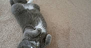 Diamond joined the competition — help win amazing prizes! cat, gray_cat, white markings, pet, animal, feline, carpet, indoor, home, floor, lying_down, upside_down, belly_up, green_eyes, whiskers, ears, paws, fur, portrait, relaxed