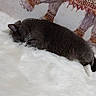 Diamond is registered to the contest to win money with this photo: cat, gray_cat, sleeping, pet, animal, feline, fur, whiskers, ears, tail, paws, blanket, fluffy_blanket, pillow, bed, indoors, home, cozy, resting, nap