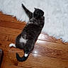 Diamond is registered to the contest to win money with this photo: cat, black_and_white, fluffy, pet, animal, indoor, wooden_floor, white_rug, lying_down, stretching, reaching, relaxed, playful, tail, paws, fur, cozy, home, flooring, portrait