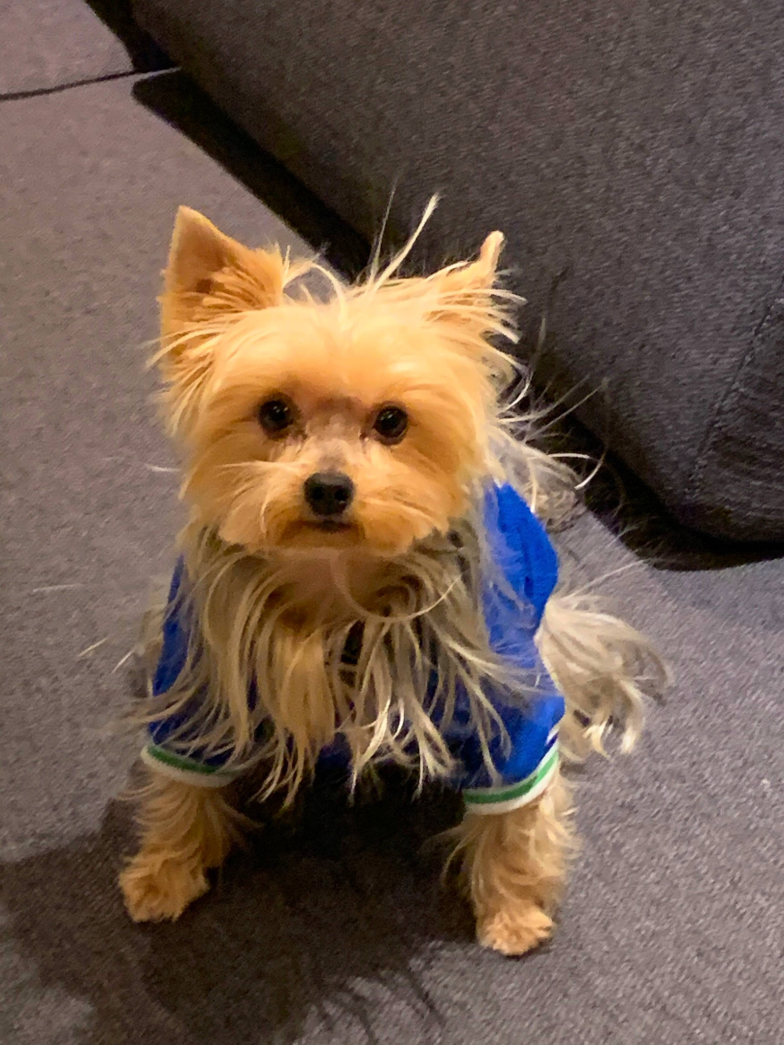 Mowgly participe au concours pour gagner de l'argent avec cette photo : australian_silky_terrier, australian_terrier, biewer_terrier, cairn_terrier, canidae, carnivore, companion_dog, dog, dog_breed, dog_clothes, mammal, norwich_terrier, puppy, small_terrier, snout, terrier, toy_dog, vertebrate, west_highland_white_terrier, yorkshire_terrier