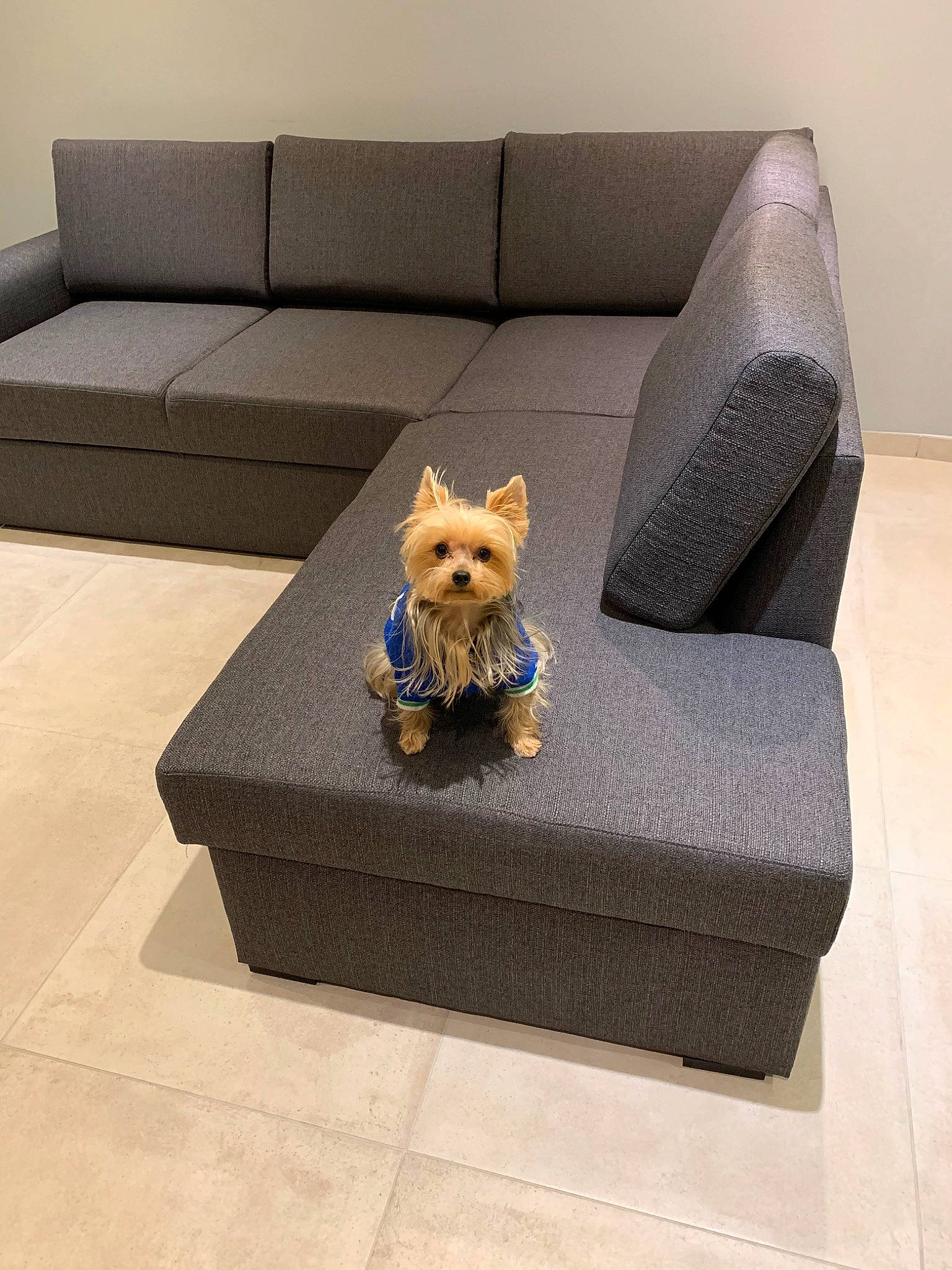 Mowgly participe au concours pour gagner de l'argent avec cette photo : canidae, carnivore, comfort, companion_dog, couch, dog, furniture, rectangle, room, sofa_bed, studio_couch, table, yorkshire_terrier