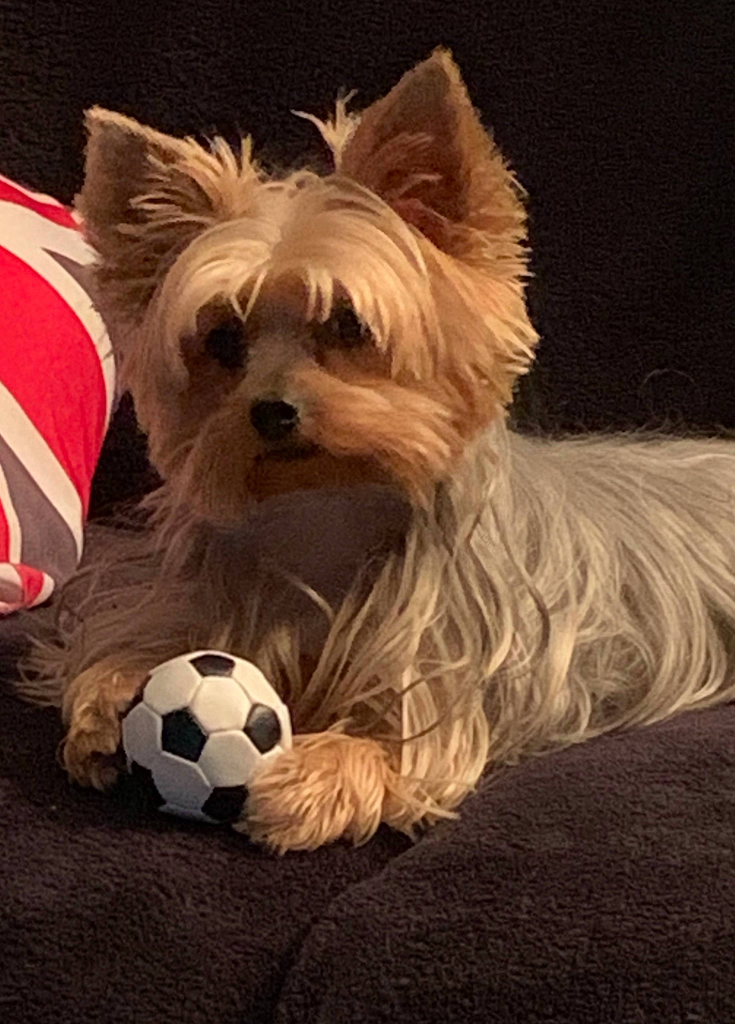 Mowgly a rejoint le concours — aidez-le/la à gagner de superbes lots ! australian_silky_terrier, australian_terrier, biewer_terrier, cairn_terrier, canidae, carnivore, chinese_imperial_dog, companion_dog, dog, dog_breed, mammal, morkie, puppy, rare_breed_dog, small_terrier, terrier, toy_dog, vertebrate, west_highland_white_terrier, yorkshire_terrier